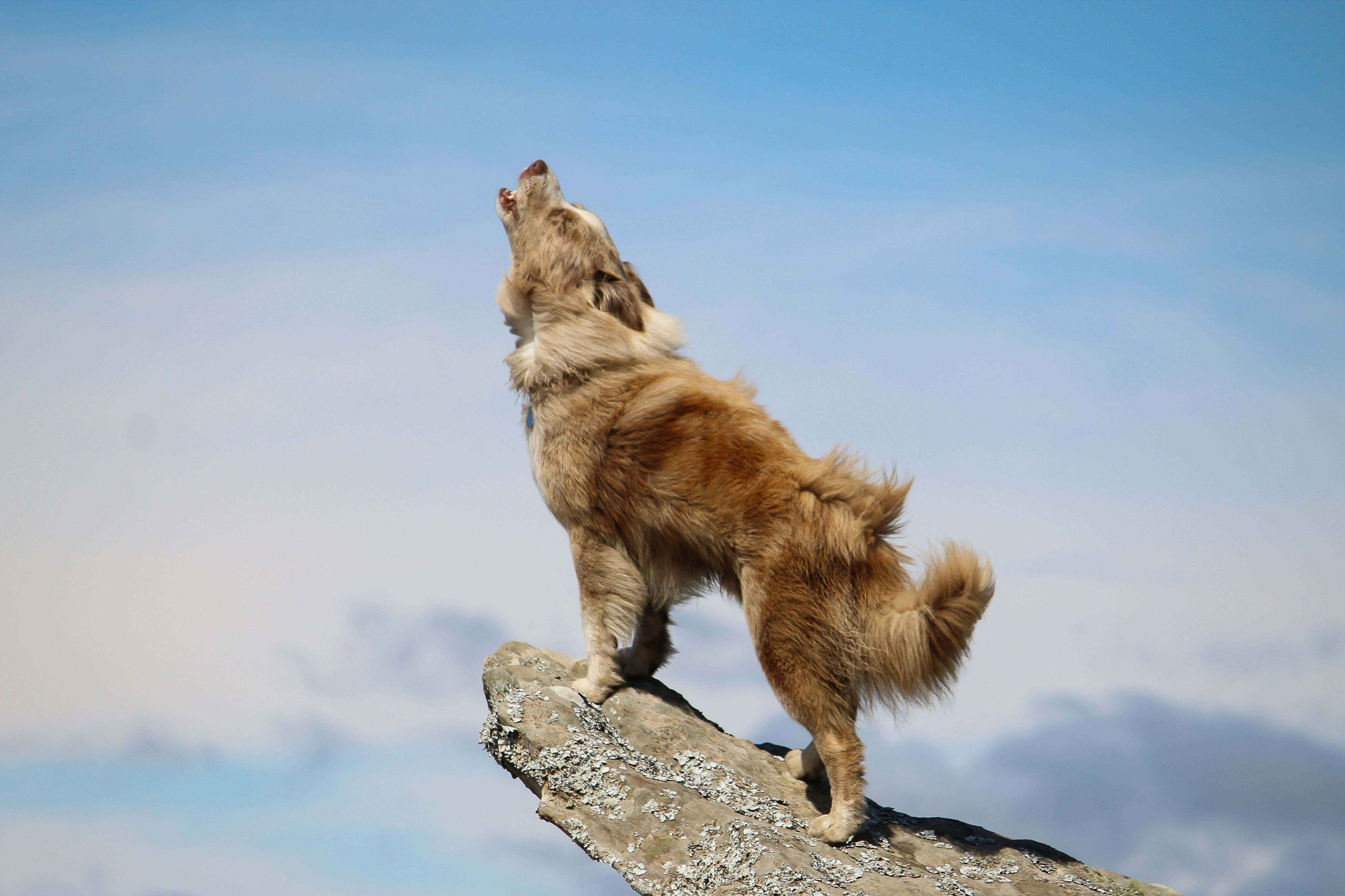 Why Do Dogs Howl at Sirens? 5 Possible Reasons!